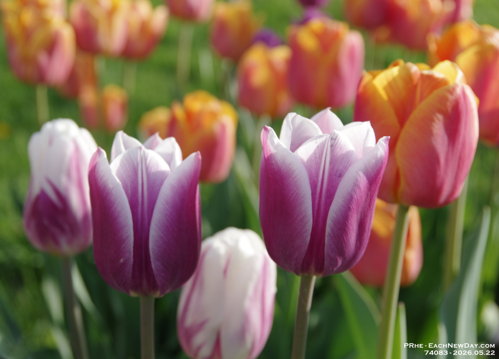 74083CrRe - Tulips at sundown